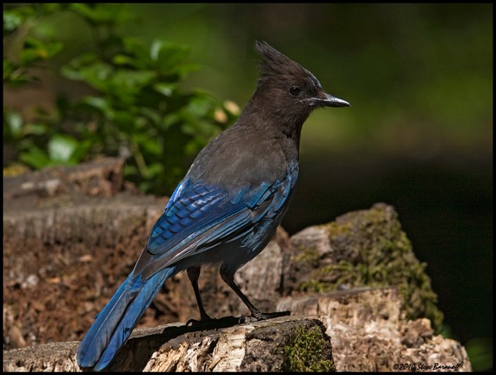 _0SB6366 stellers jay.jpg